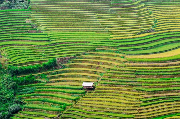 Campos de arroz no noroeste do Vietnã