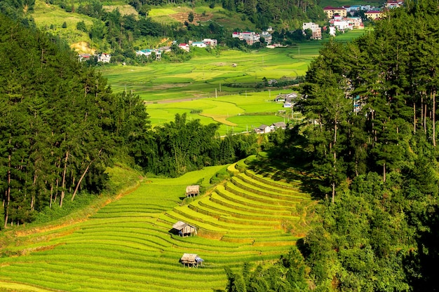 Campos de arroz no noroeste do Vietnã