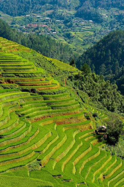 Campos de arroz no noroeste do Vietnã