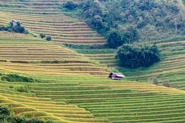 Campos de arroz no noroeste do Vietnã