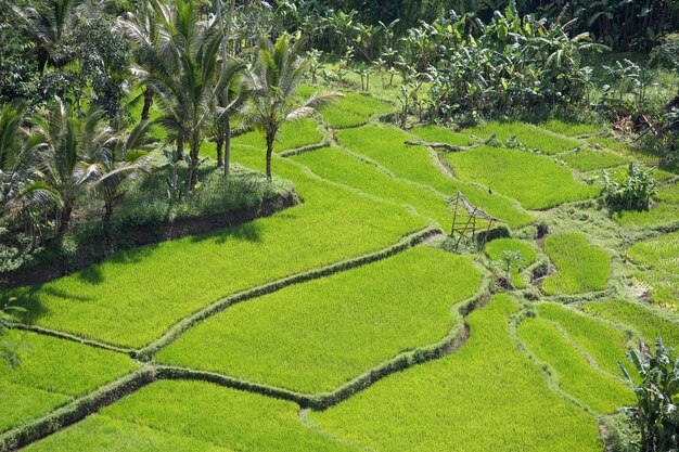 Campos de arroz no terraço Bali Indonésia