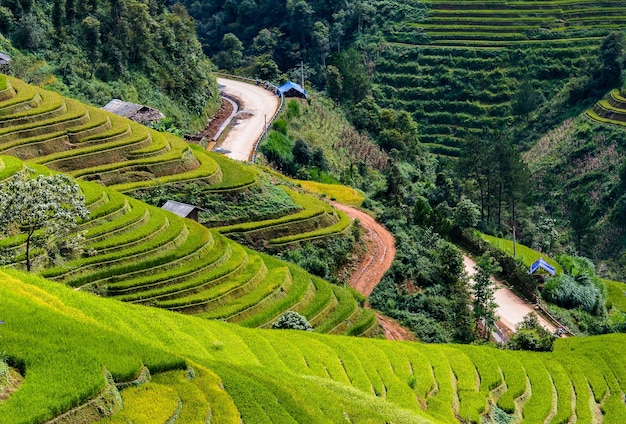 Campos de arroz no terraço na estação chuvosa em Mu Cang Chai Yen Bai Vietnã Campos de rizos se preparam para transplante no Noroeste