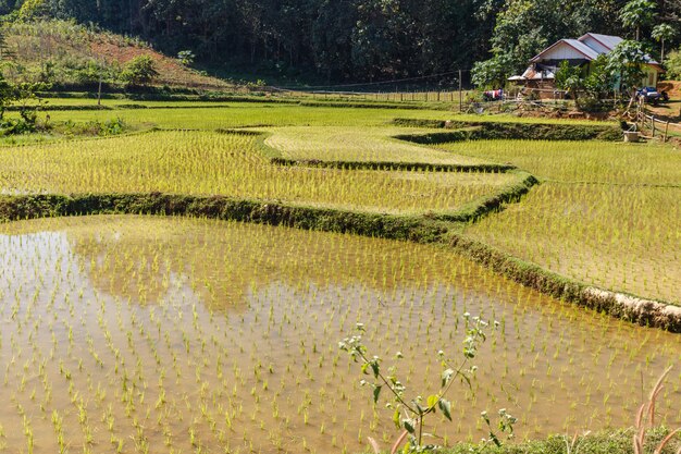 Campos de arroz perto da casa da aldeia