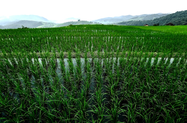 Campos de arroz plantados no vale.