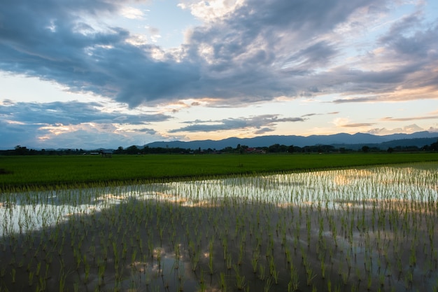 Campos de arroz recém-plantados e velhas cabanas. campos rurais no campo.