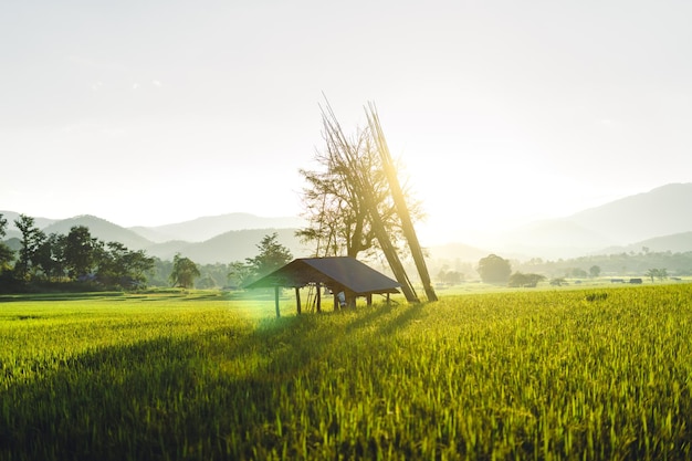 Campos de arroz verde à noite