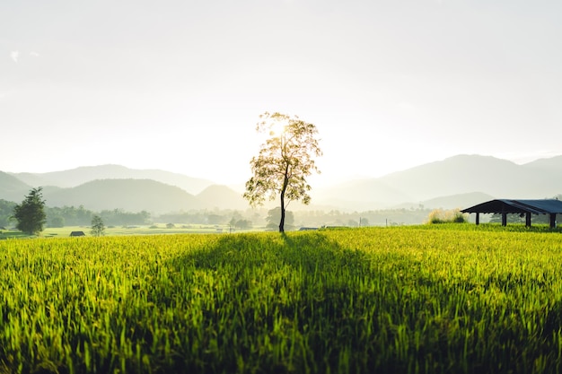 Campos de arroz verde à noite