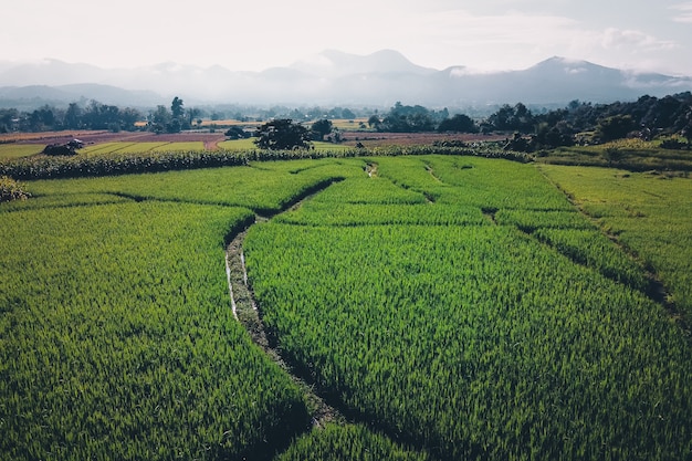 Campos de arroz verde de cima no campo