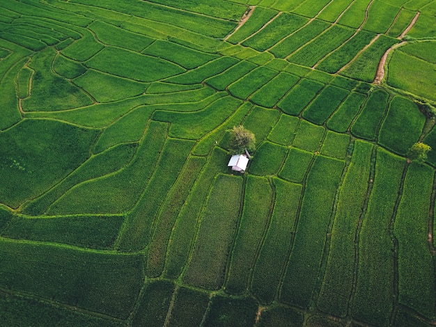 Campos de arroz verde de cima No campo