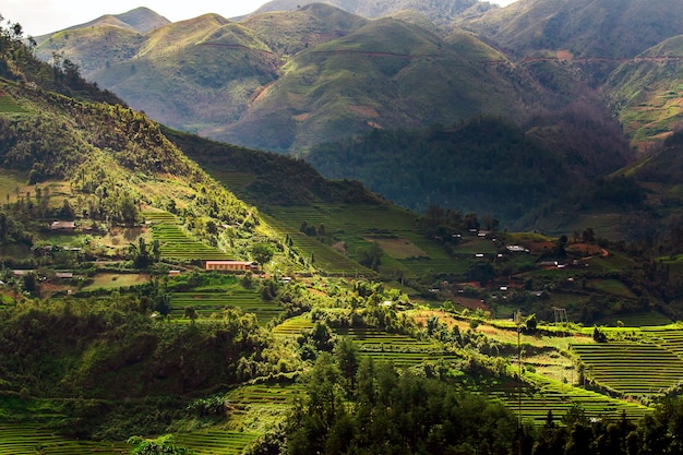 Campos de arroz verde em socalcos em Muchangchai, Vietnã Campos de arroz preparam a colheita no noroeste