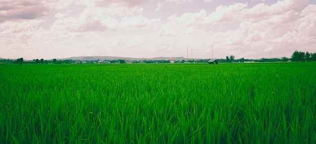 Campos de arroz verde em um belo dia