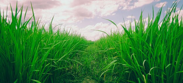 Campos de arroz verde em um belo dia