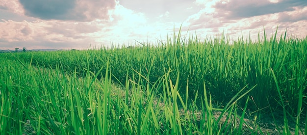 Campos de arroz verde em um belo dia