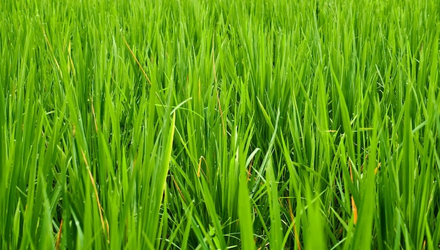 campos de arroz verde fresco crescem