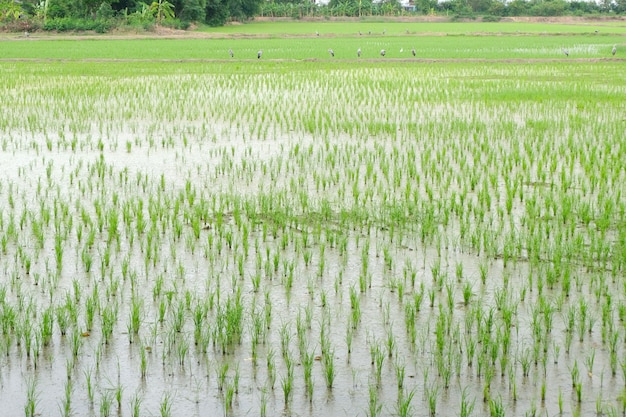 Campos de arroz verde