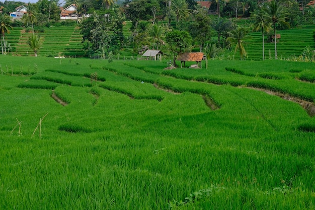 campos de arroz verdes e férteis nos trópicos. oriza sativa. O arroz é o alimento básico da maioria dos asiáticos.