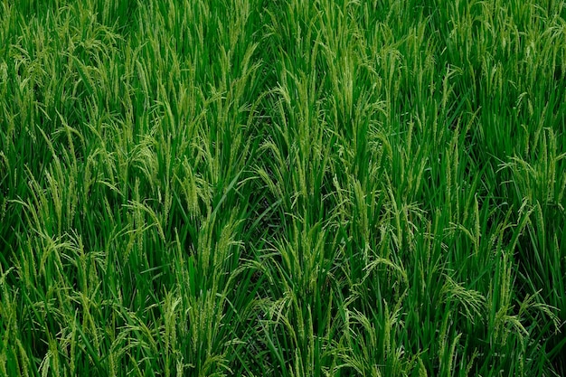 campos de arroz verdes e férteis nos trópicos. oriza sativa. O arroz é o alimento básico da maioria dos asiáticos.