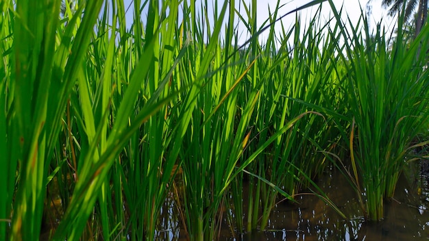 Campos de arroz verdes frescos e bonitos