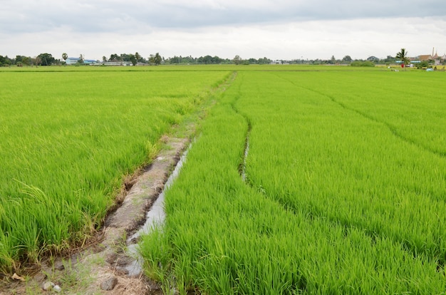 Campos de arroz