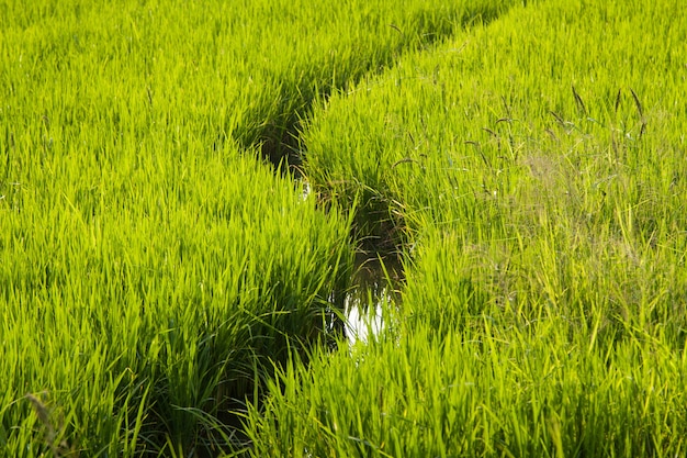 Campos de arroz.