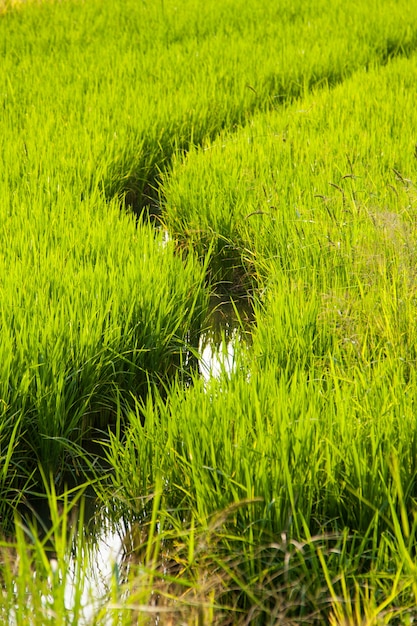 Campos de arroz.