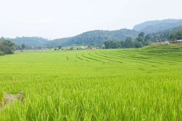 Campos de arroz