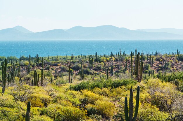 Campos de cactos no México, Baja California