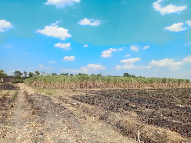 Foto campos de cana-de-açúcar no meio do dia