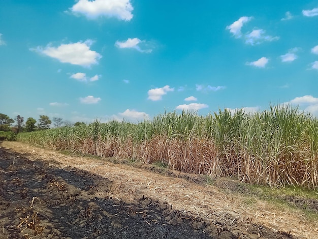 Foto campos de cana-de-açúcar no meio do dia