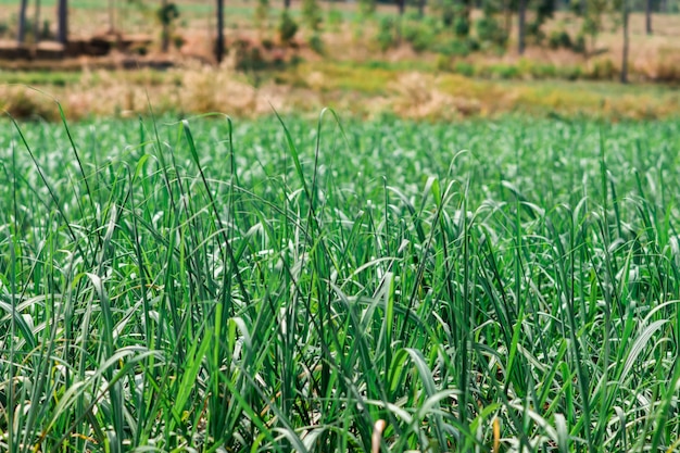 Campos de cana onde árvores de cana estão crescendo