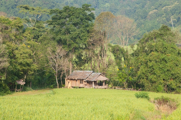 Campos de casa e arroz