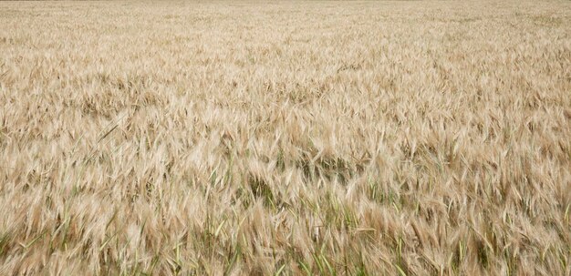 Campos de cereais antes da colheita Campo de trigo