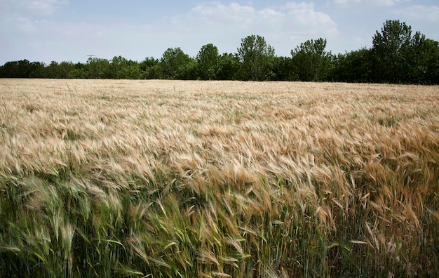 Campos de cereais antes da colheita Campo de trigo