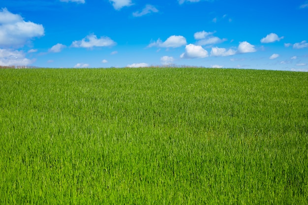 Campos de cereais pelo Caminho de Santiago em Castilla