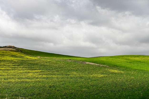 Campos de cereais verdes numa paisagem ligeiramente ondulada