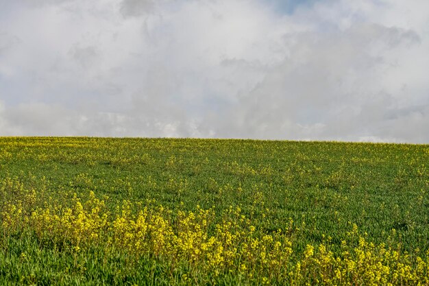 Campos de cereais verdes numa paisagem ligeiramente ondulada