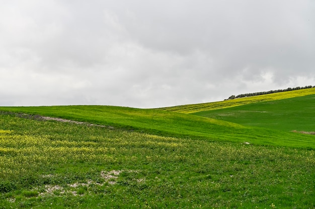 Campos de cereais verdes numa paisagem ligeiramente ondulada