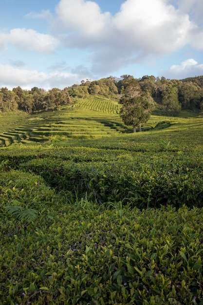 Foto campos de chá gorreana