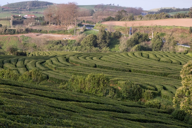 Campos de chá gorreana