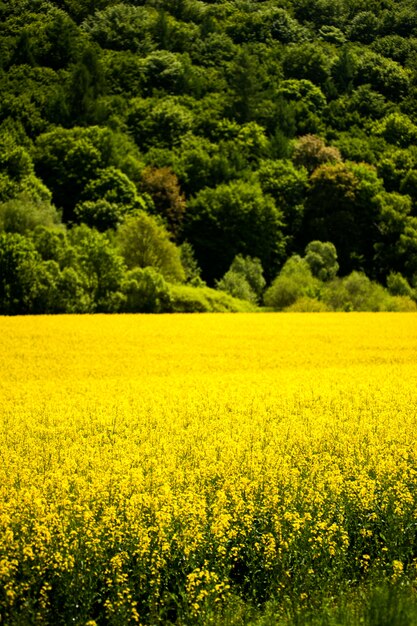 Campos de colza amarelo