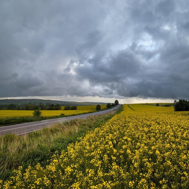 Campos de colza com flores amarelas de primavera