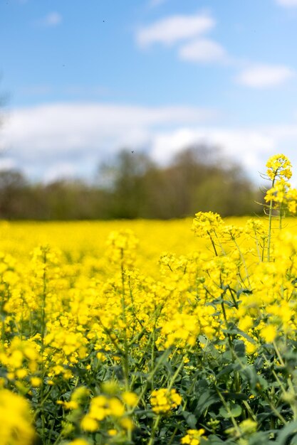 Campos de colza durante a primavera