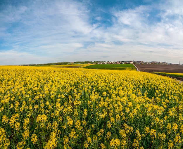 Campos de colza em flor e céu azul