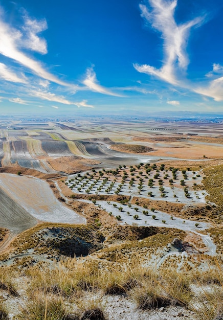 Campos de cultivo de cereais e oliveiras na região de La Sagra, Toledo (Espanha).