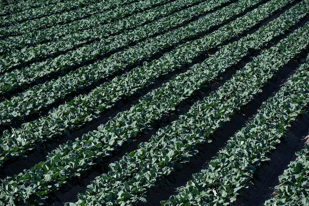 Campos de cultivo de espinafre, Campos agrícolas, Calasparra, Múrcia, Espanha