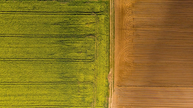 Campos de estupro amarelo e visão aérea de drones de solo arado