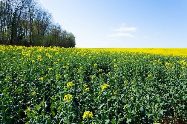 Campos de estupro em flor