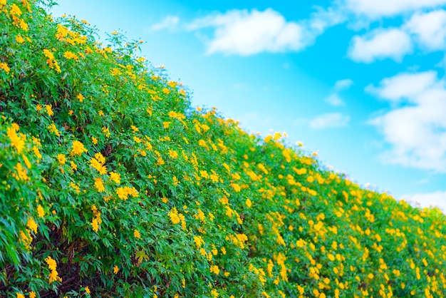 Campos de flor amarela na colina verde no céu azul