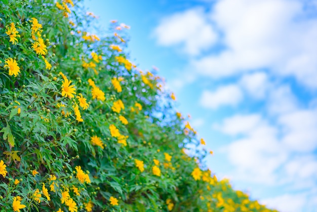 Campos de flor amarela na colina verde no céu azul