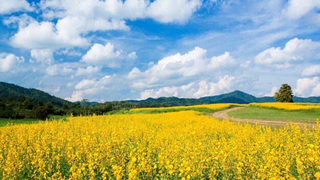 Campos de flores amarelas contra o céu azul